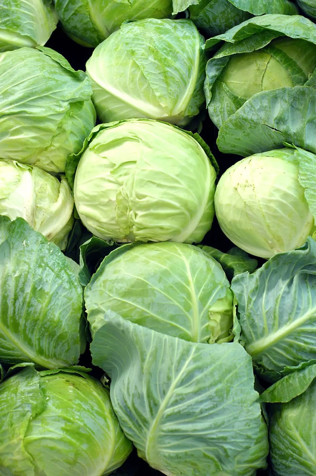 Frozen Cabbage